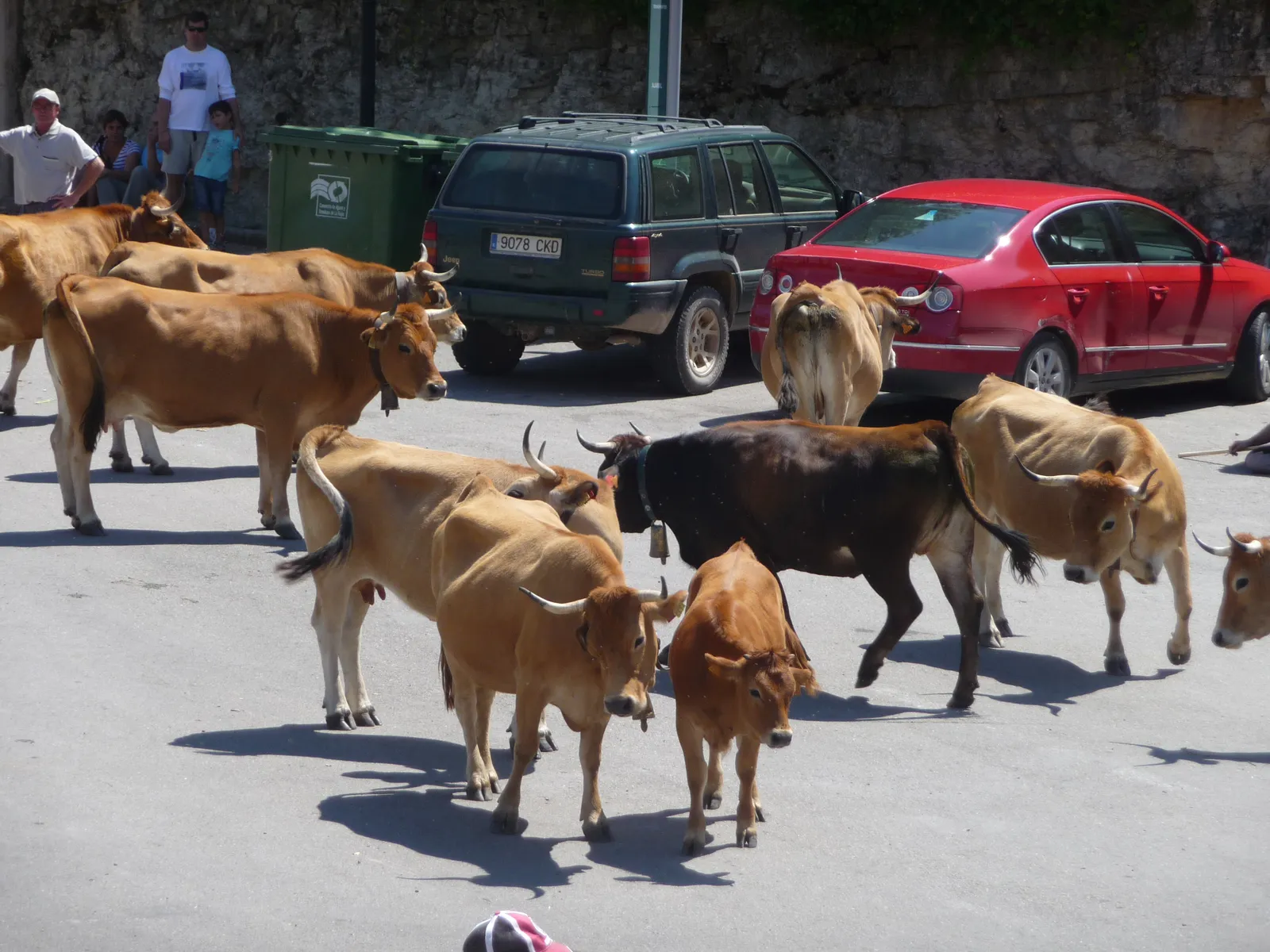 Ajamil-Rosario de las vacas