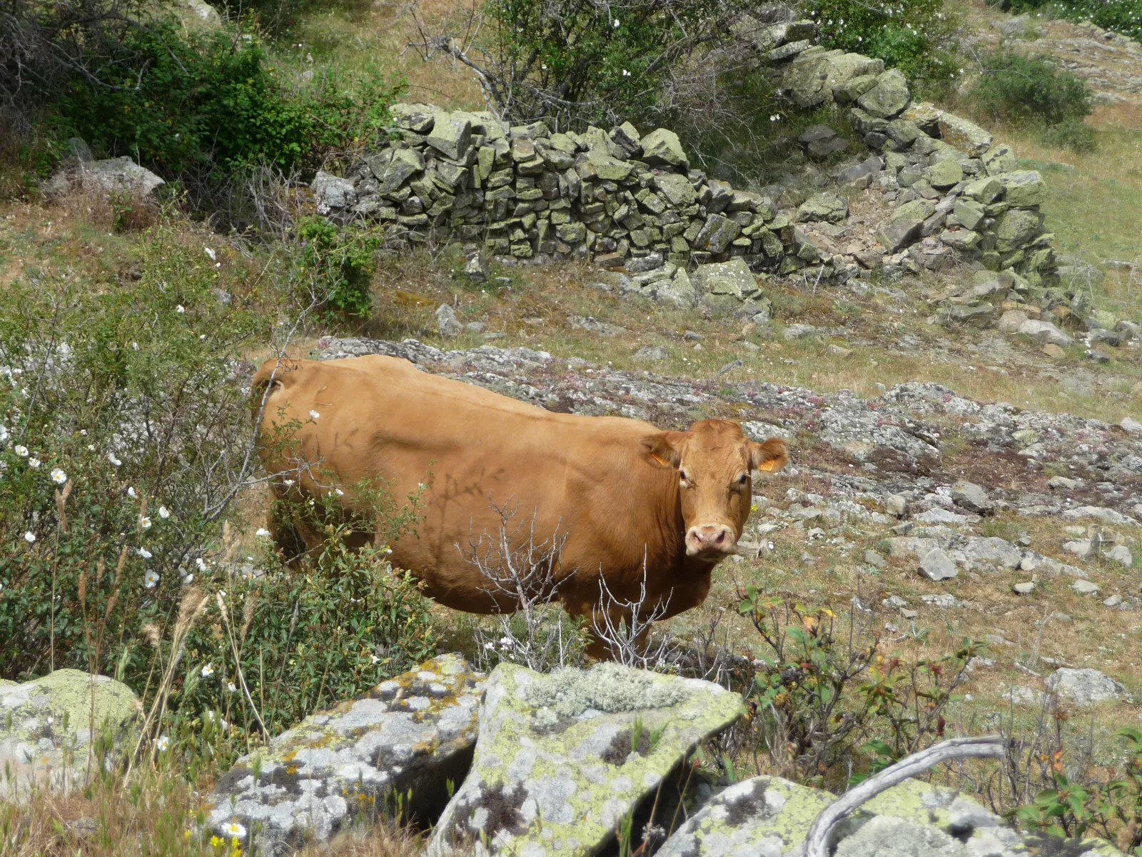 Nos encontraremos varias vacas por la aldea