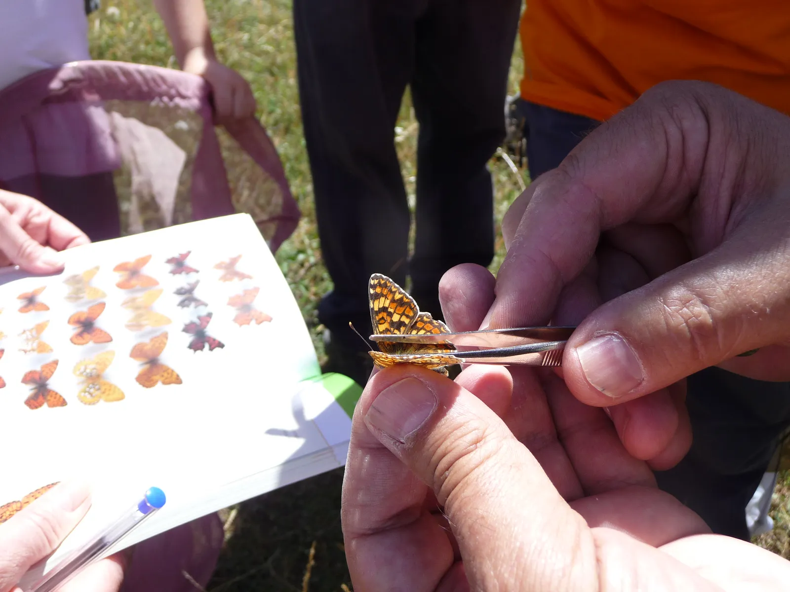 Clasificación de mariposas