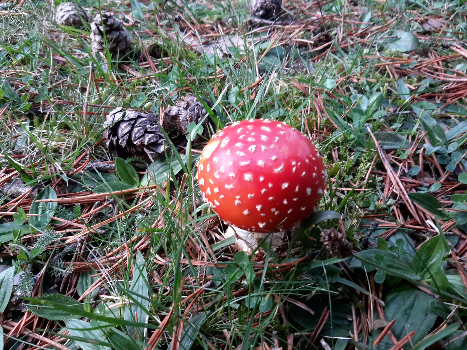 Amanita (seta Venenosa)