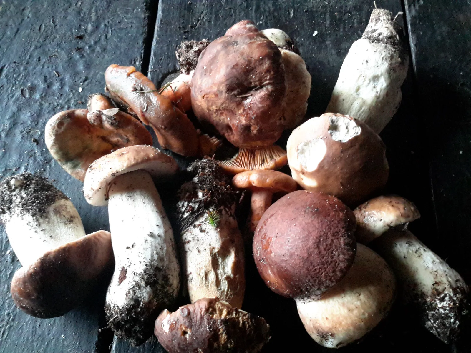 Hongos que se pueden encontrar por la zona