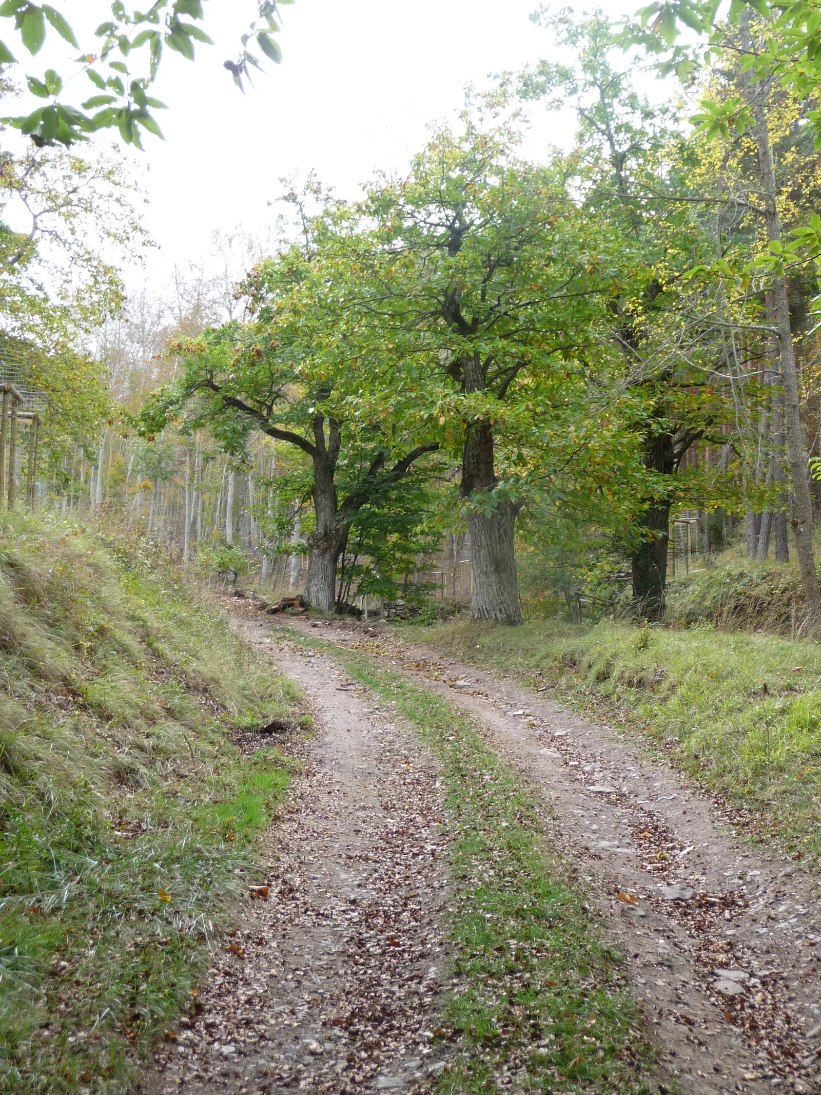Finca Ribavellosa