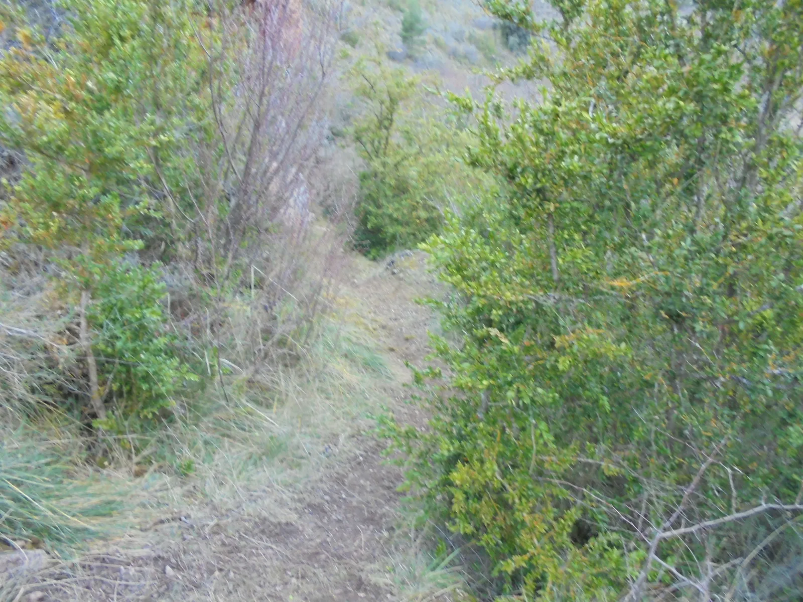 Sendero que nos lleva al chorron