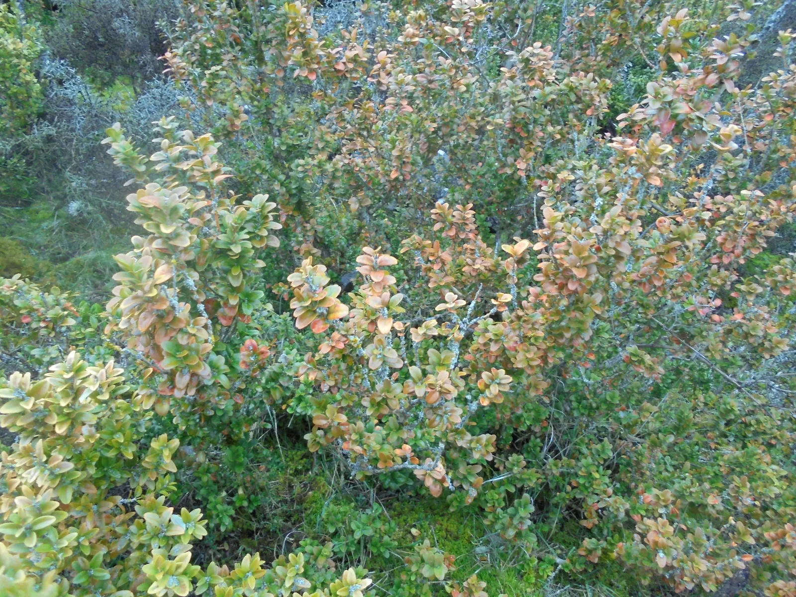(Foto 22)