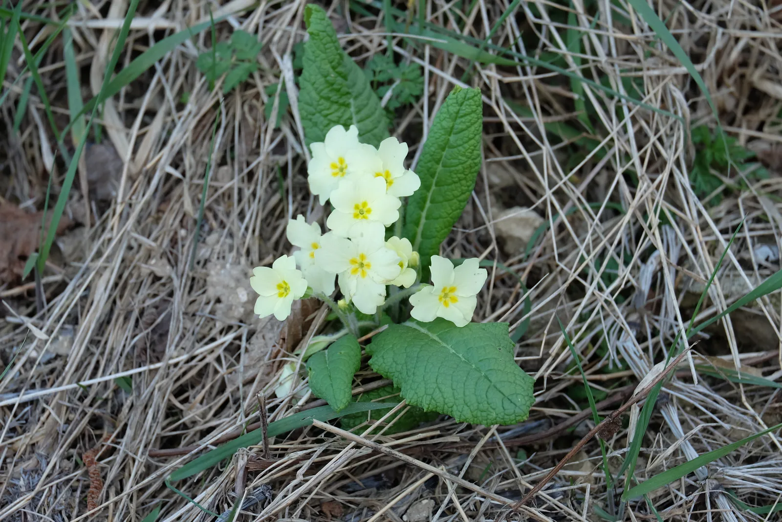 Flores que puedes encontrar por el camino a las Gobas