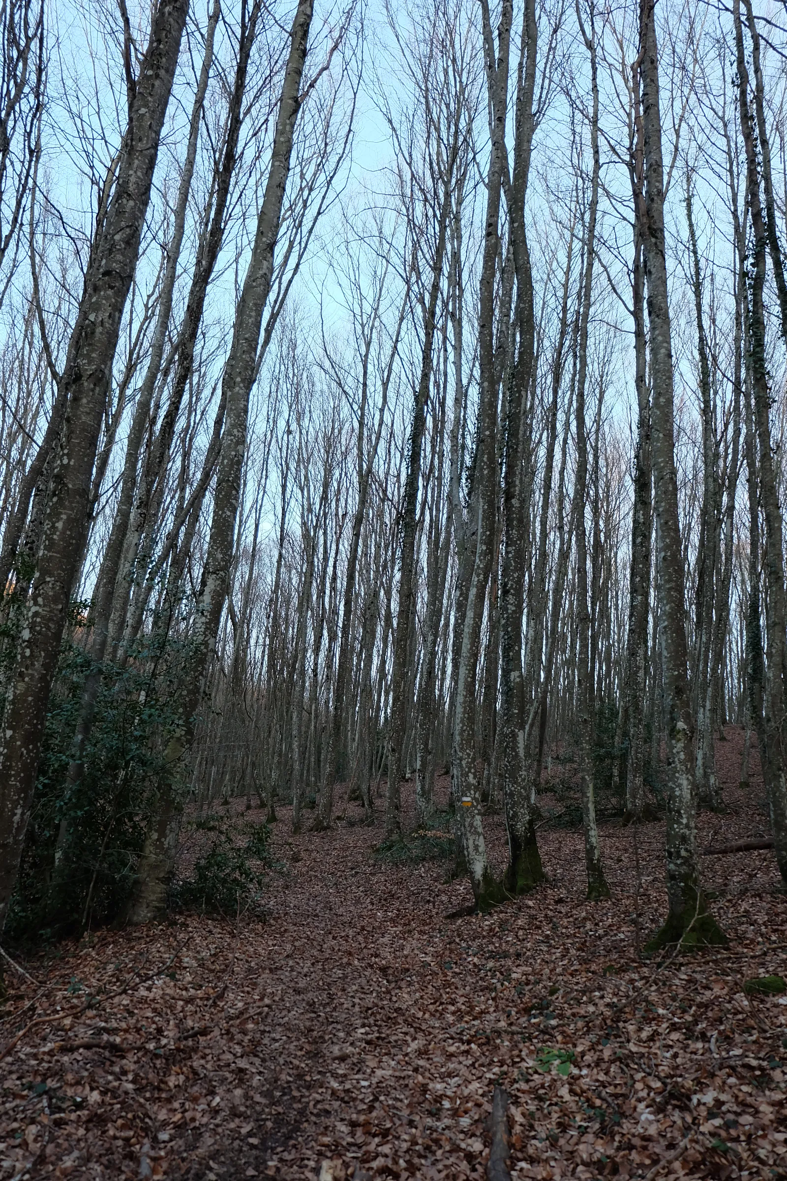 Zona de hayedos