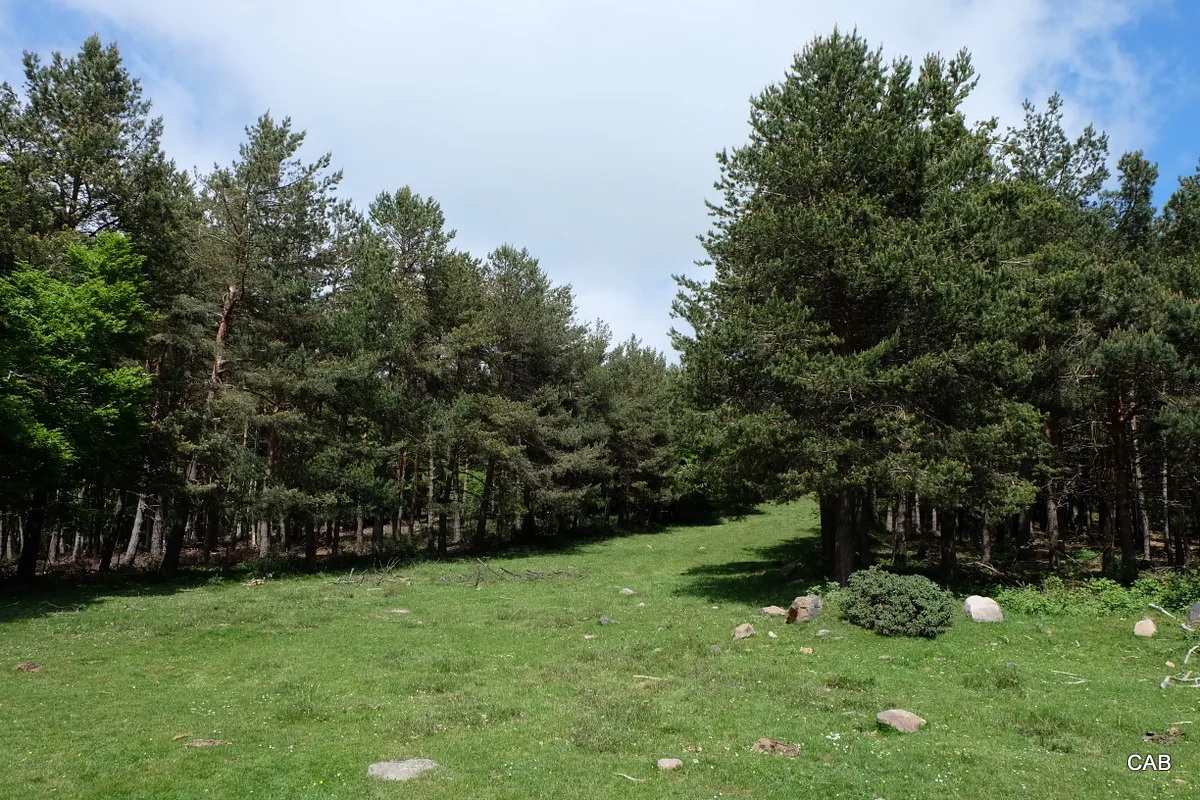 Cortafuegos camino hacia la Laguna de Argayo