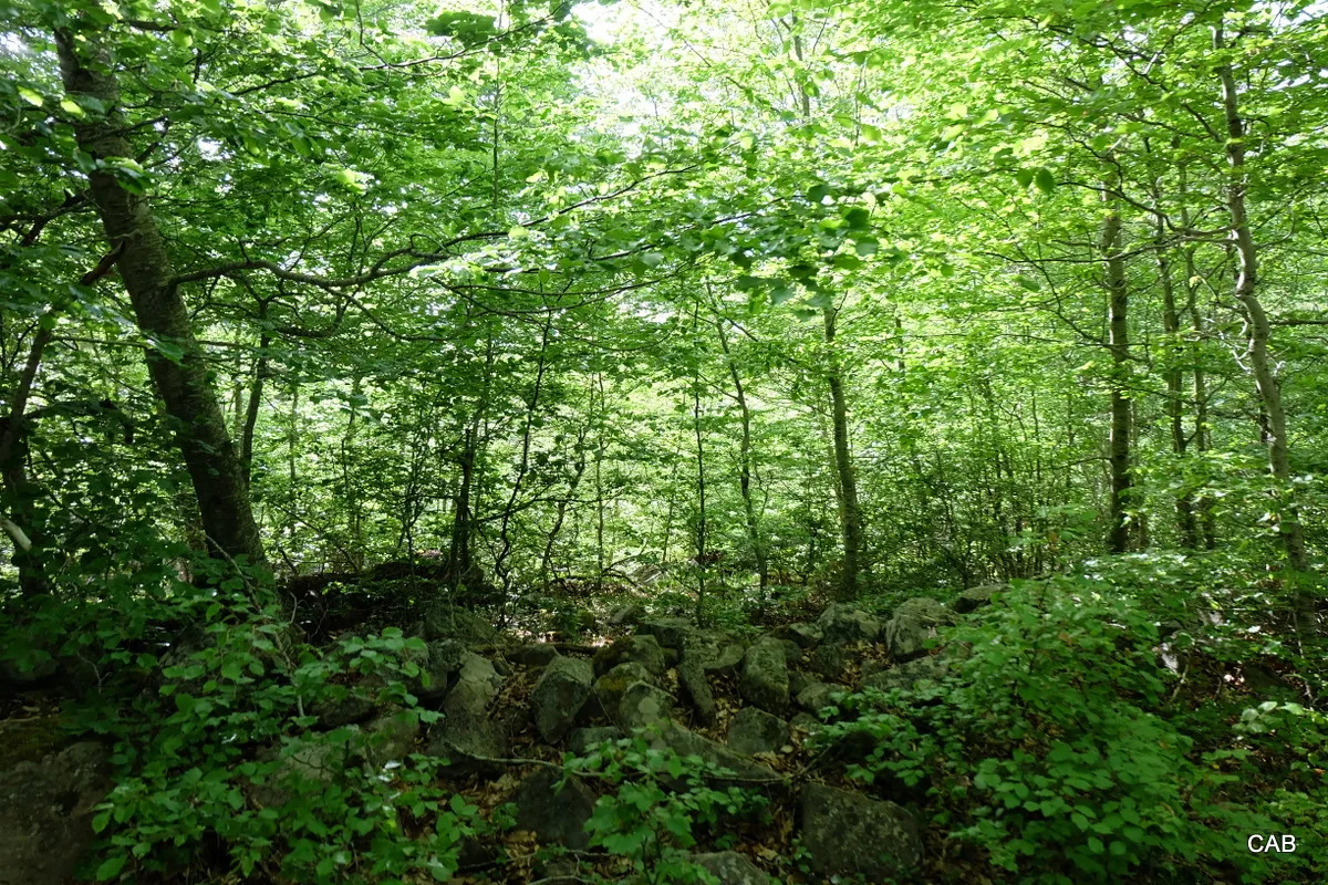 126-DSCF7298