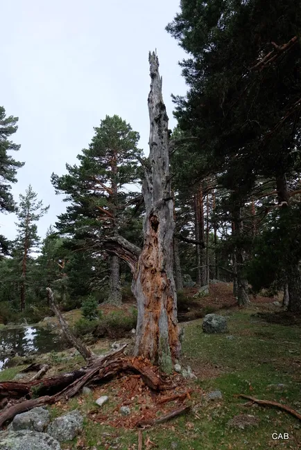 Árbol seco.- Tomarlo de referencia porque la laguna esta cerca