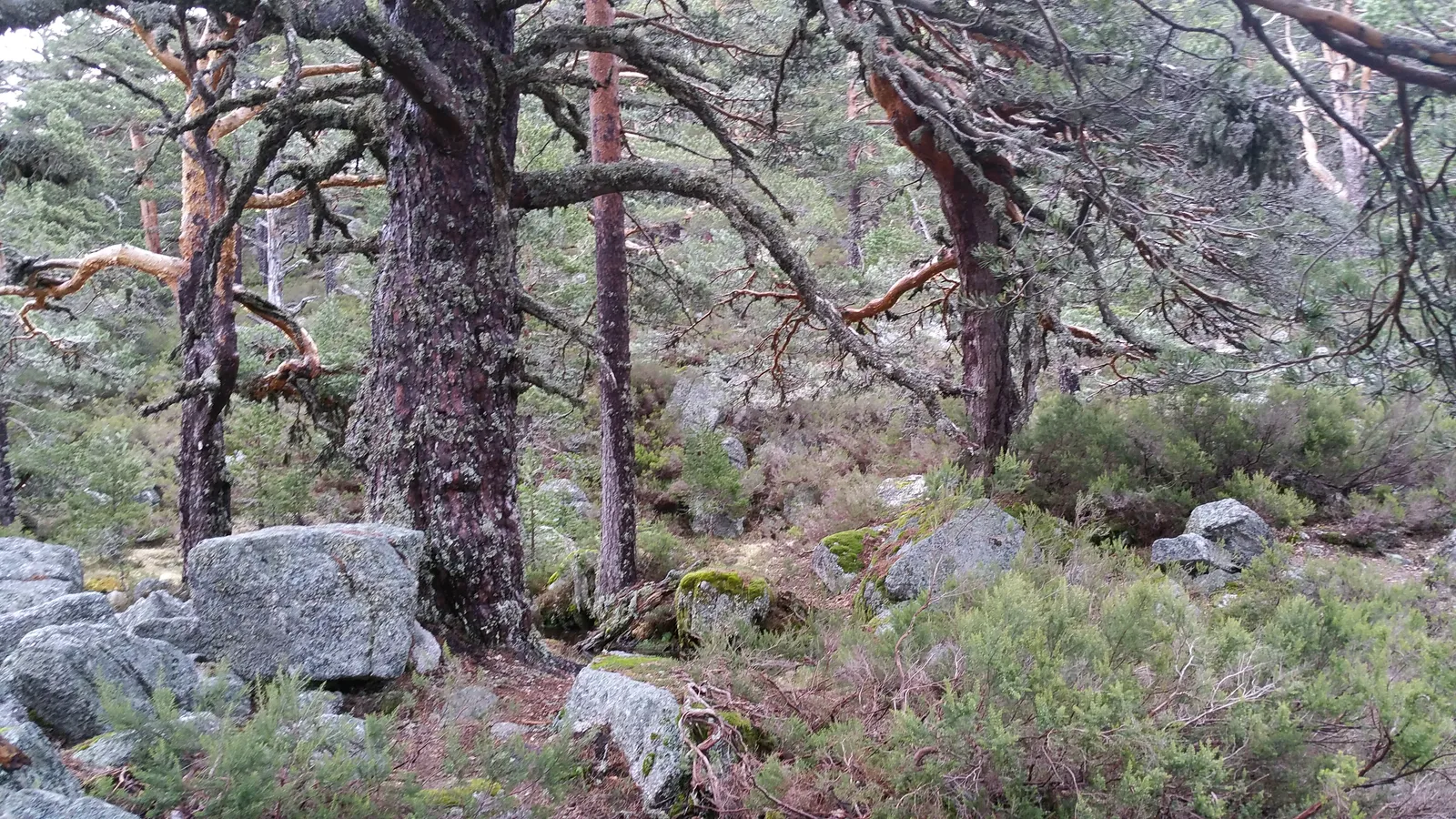 Pinos