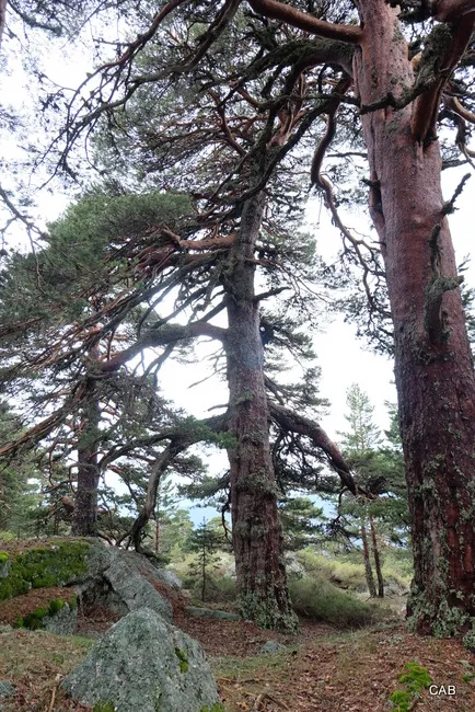 Pinos