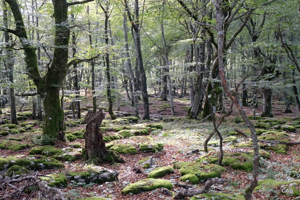 Dolina