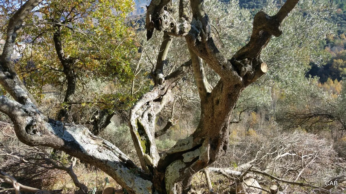 Árbol camino a las cuevas