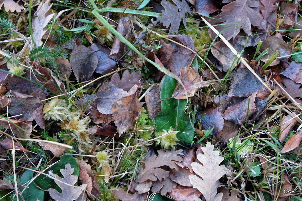Planta Carnívora en Otoño