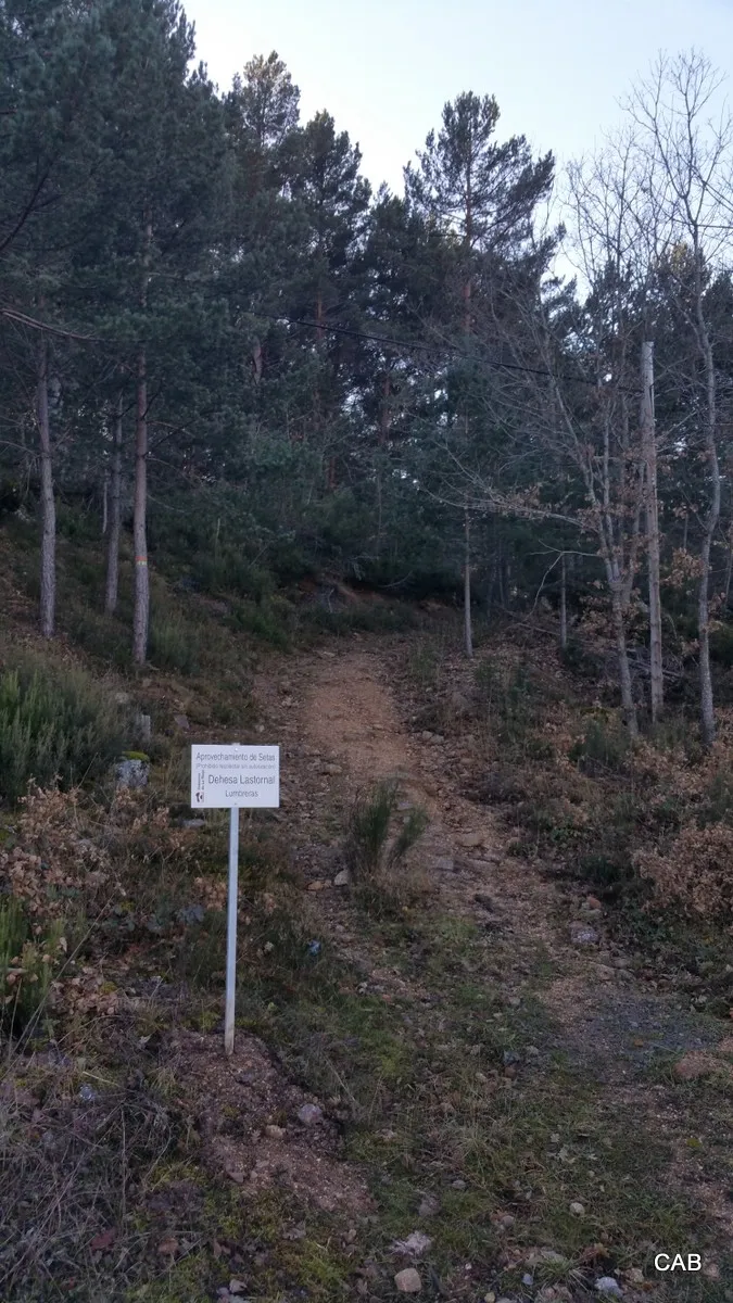 Cartel "Aprovechamiento de setas" (foto 2)