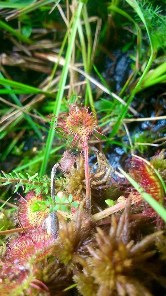 Planta Carnívora en verano