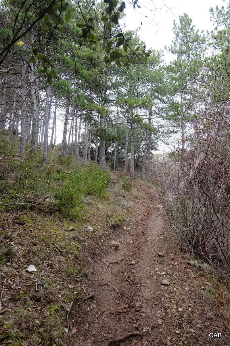 Pinar camino hacia la cima