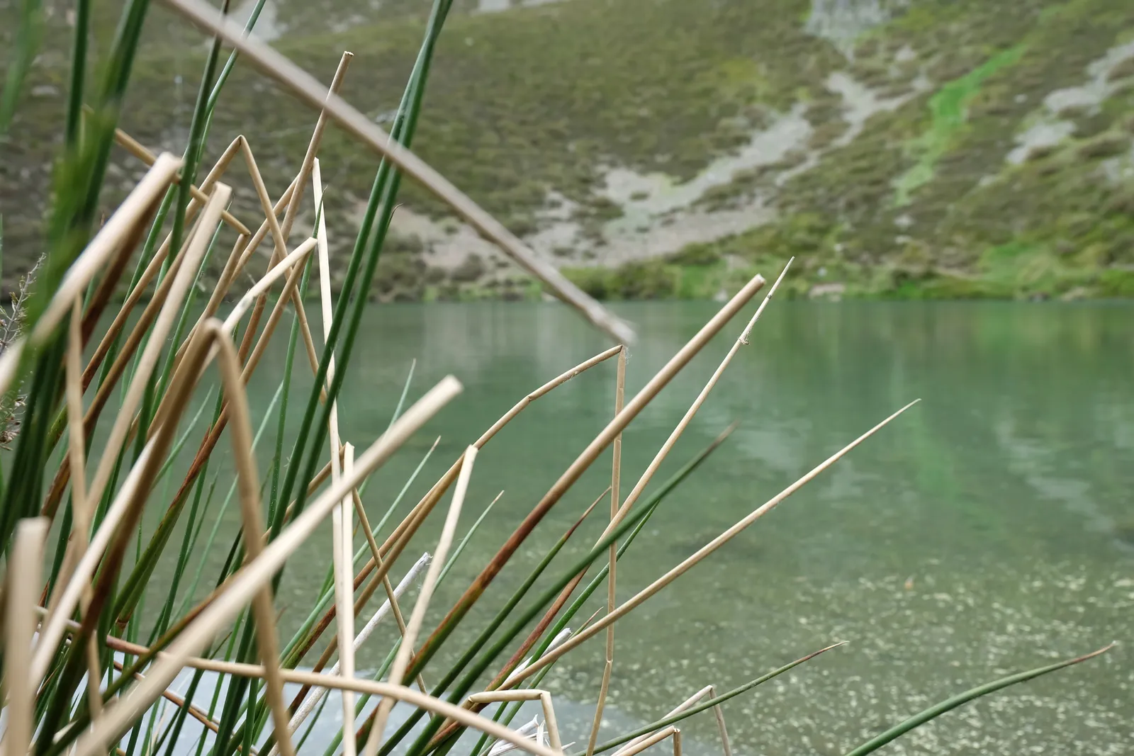 Pozo Negro (Burgos)