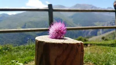 Picos de Europa